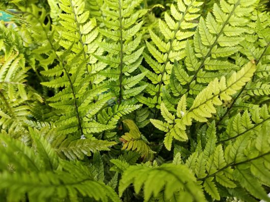 Close-up of lush green leaves of the Polystichum 'Japanese Sword Fern', showcasing intricate patterns and fine details.