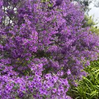 Dense clusters of purple flowers bloom on bushes in a garden setting.