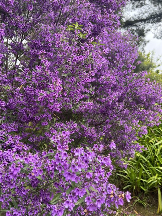 Dense clusters of purple flowers bloom on bushes in a garden setting.