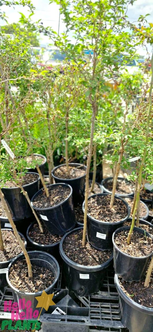 Prunus 'Kojo No Mai' Ornamental Cherry trees, featuring slender trunks and leafy branches, are placed on an outdoor display rack with small white tags. Each tree is 1.5 meters tall and comes in a 10-inch pot.