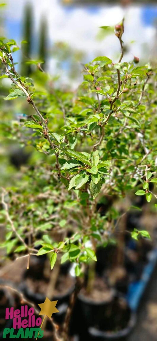 Detailed view of a lush Prunus 'Kojo No Mai' Ornamental Cherry 1.5m Standard with small green leaves, displayed in a garden center setting, featuring a logo in the bottom left corner.