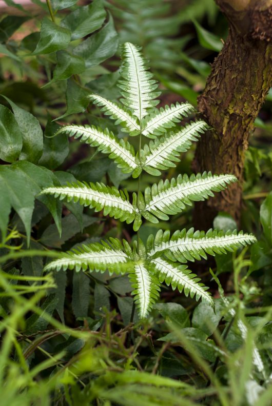 A close-up of the Pteris 'Silver Variegated Brake Fern' in its 6" pot highlights its striking white and green leaves, flourishing against a backdrop of lush greenery and a robust tree trunk.