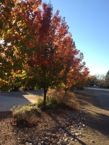 A tree with vibrant red and orange leaves stands beside a road under a clear blue sky.