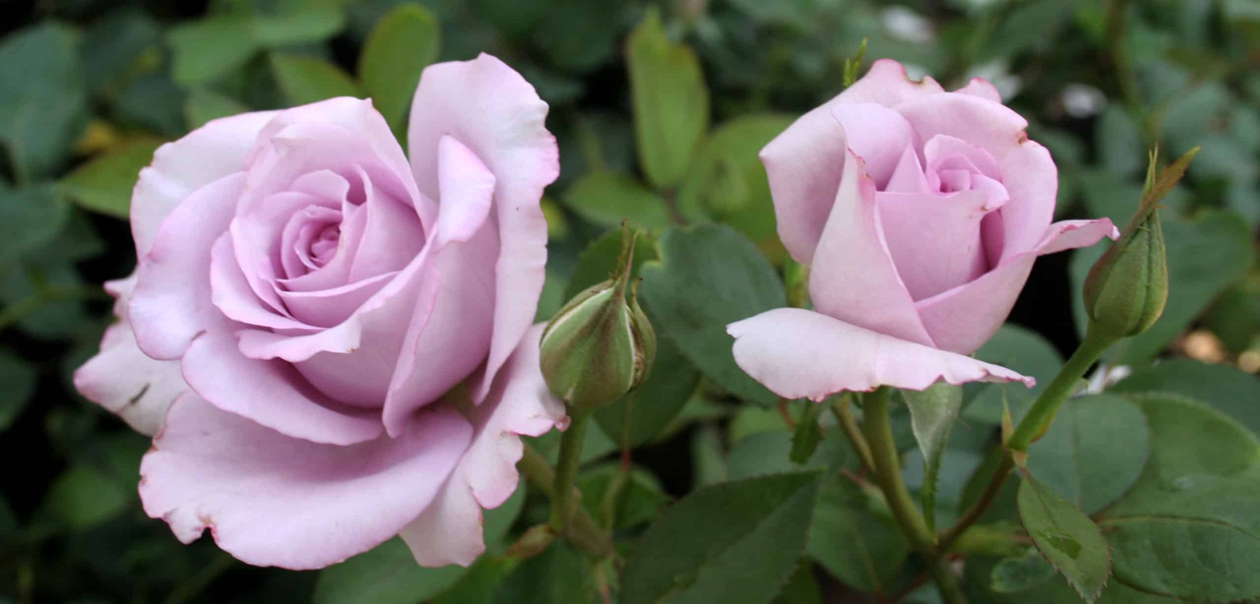 Two light purple roses, vibrant against a backdrop of lush green leaves, capture the essence of elegance and freshness—perfect for a Rose Clearance Sale.