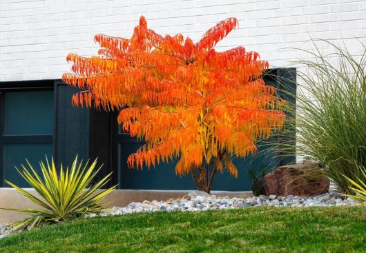 A Rhus 'Staghorn Sumac' in an 8" pot displays vivid orange and red leaves that create a striking contrast against the surrounding rocks and grass, all beautifully set against a white brick wall with a window.