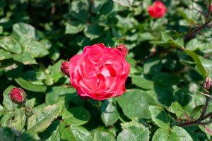 A single blooming red Rose 'Bonica' Bush Form is surrounded by green leaves and several rosebuds.