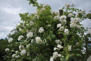 White roses in full bloom on a trellis against a cloudy sky background.