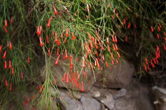 The Russelia 'Langerine Falls' 8" Pot features red tubular flowers and slender green foliage that cascade gracefully against a rocky backdrop.