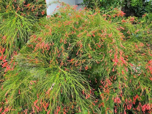 The Russelia 'Langerine Falls' in an 8" pot showcases dense green foliage and a profusion of small, red tubular flowers.