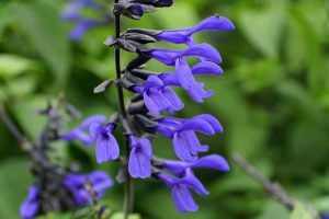 Close-up of vibrant Salvia 'Strawberry Lake' flowers against a blurred green foliage background.