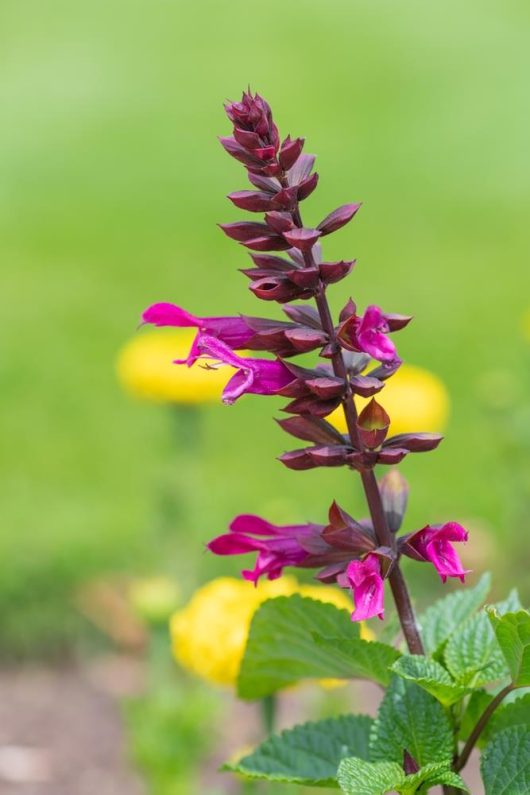 Close-up of a Salvia 'Marine Blue' Sage flower from a 4" pot, surrounded by green leaves and set against a blurred background of grass and yellow flowers.