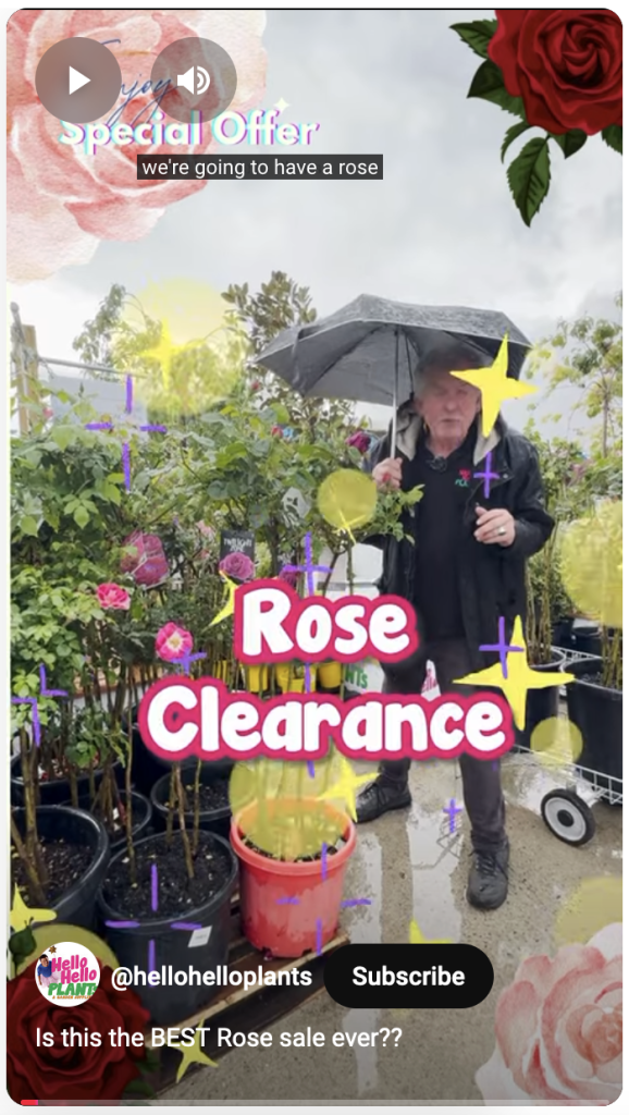 Person standing under an umbrella next to potted plants with text overlay "Rose Clearance Sale" and decorative graphics.