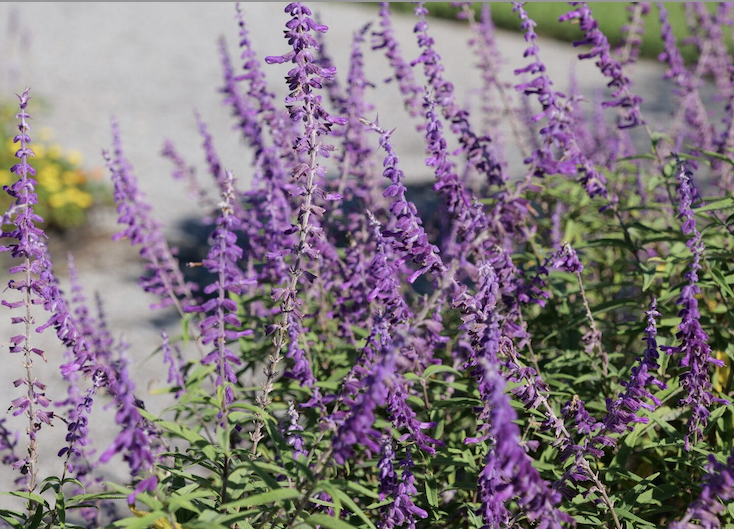 Close-up of tall purple flowering plants with slender green leaves, offering an elegant lawn alternative in a garden setting.