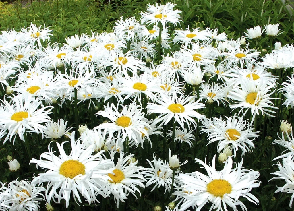 A cluster of white daisies with yellow centers flourishes as a vibrant lawn alternative in a garden setting, surrounded by lush green foliage. Leucanthemum Shasta Daisy Shaggy.