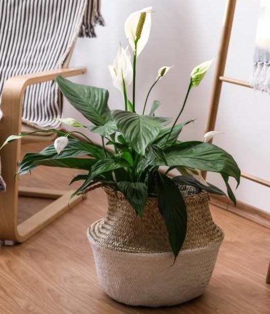 A Spathiphyllum 'Romano' Peace Lily in an 8" pot sits gracefully on a wooden floor, near a striped chair and a rustic ladder with a hanging cloth.