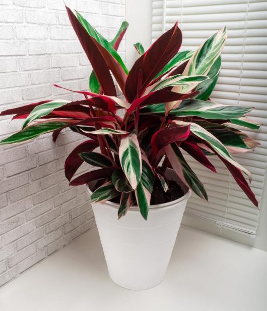 Potted plant with red, green, and white variegated leaves placed against a white brick wall and a window with blinds.