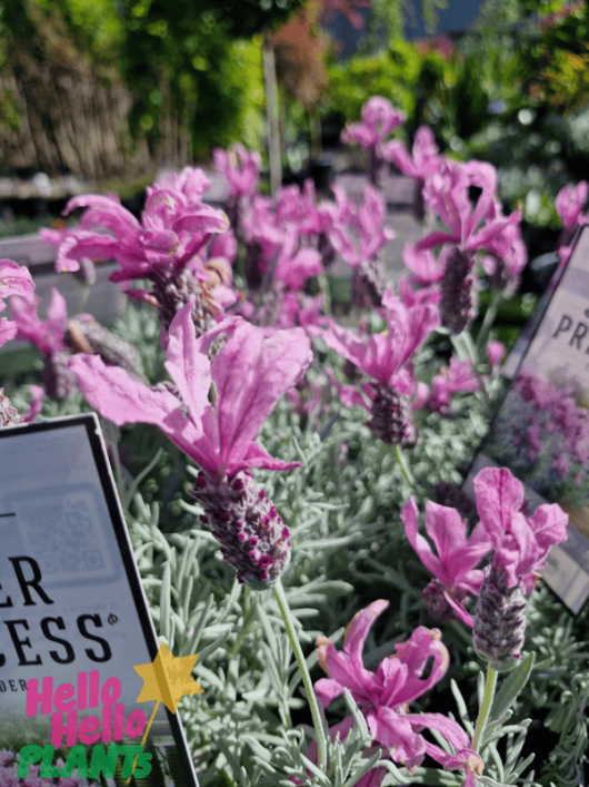 A close-up of pink Lavandula Lavinnova® 'The Princess' flowers with vibrant green foliage displayed outdoors. Partially visible labels add an elegant touch to the scene.