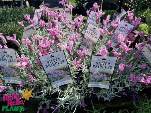 Lavandula Lavinnova® 'The Princess' Lavender in 6" pots with pink flowers are beautifully displayed in the garden center.