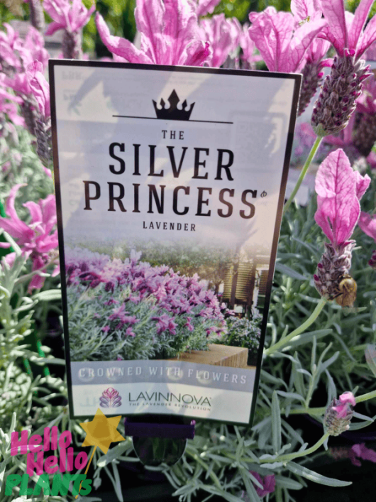 Sign for "The Princess Lavender" plant in a 6-inch pot, featuring blooming Lavandula flowers in the background, placed in a charming pot.