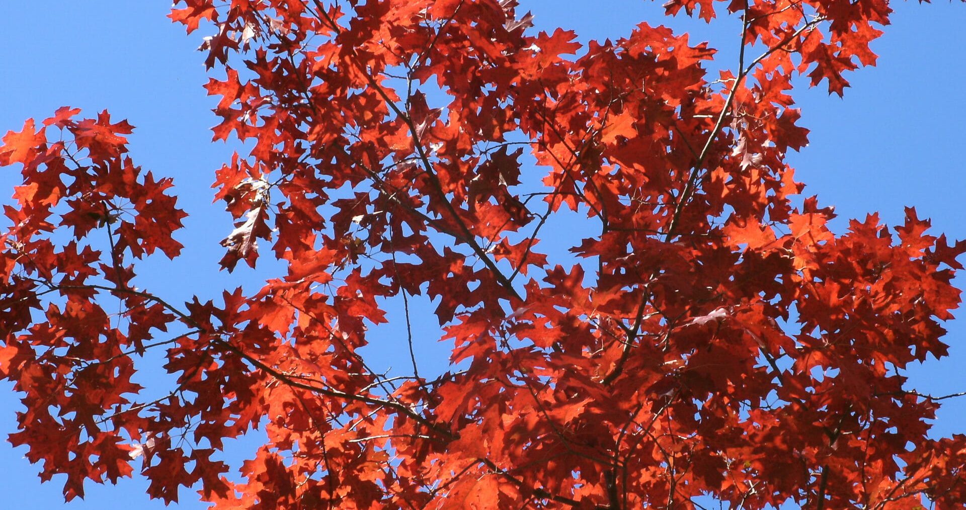 Amidst the cost of gardening crisis, the vibrant red maple leaves stand out brilliantly against a clear blue sky, offering a natural solution to brighten any landscape.