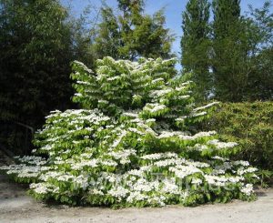 A lush bush with abundant white flowers stands in front of a wooded area under a clear blue sky.