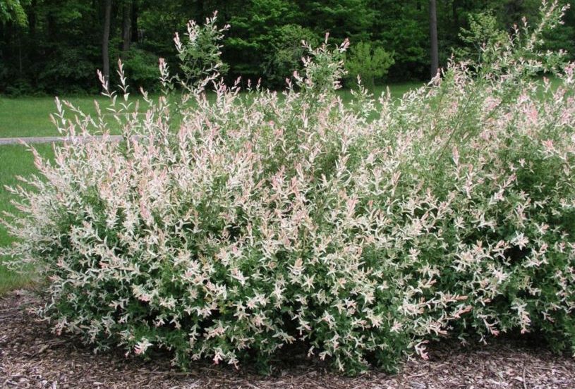 A variegated willow shrub with green and pink-tipped leaves thrives in a Hamptons garden, nestled in mulch and set against a backdrop of lush trees and grass.