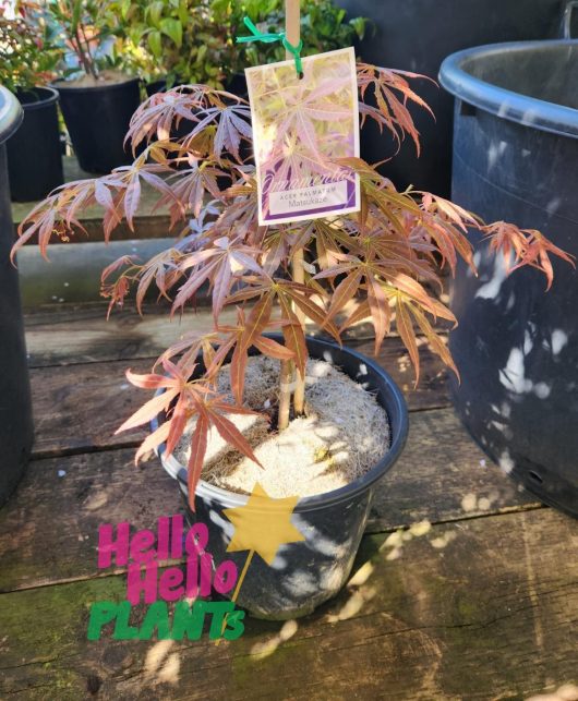 An Acer 'Matsukaze' Japanese Maple 10" Pot with its distinctive reddish leaves is situated on a wooden surface. A tag detailing the plant information is affixed to a stick in the soil, and the text "Hello Hello Plants" is prominently displayed in the foreground.