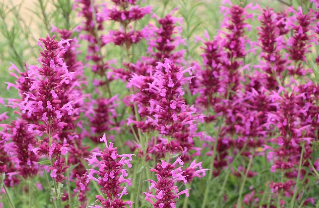 Purple blooming flowers on green stems create a vibrant lawn alternative in the garden setting. agastache sweet lili