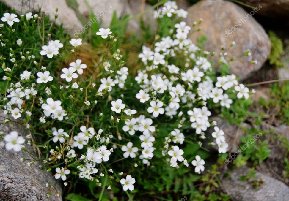 White flowers with small petals flourish among rocks and lush green foliage, offering a charming lawn alternative. arenaria mountain sandwort