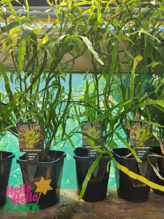 Homalocladium 'Split Endz' plants in 5" pots lined up on a shelf, showcasing their distinct labels.