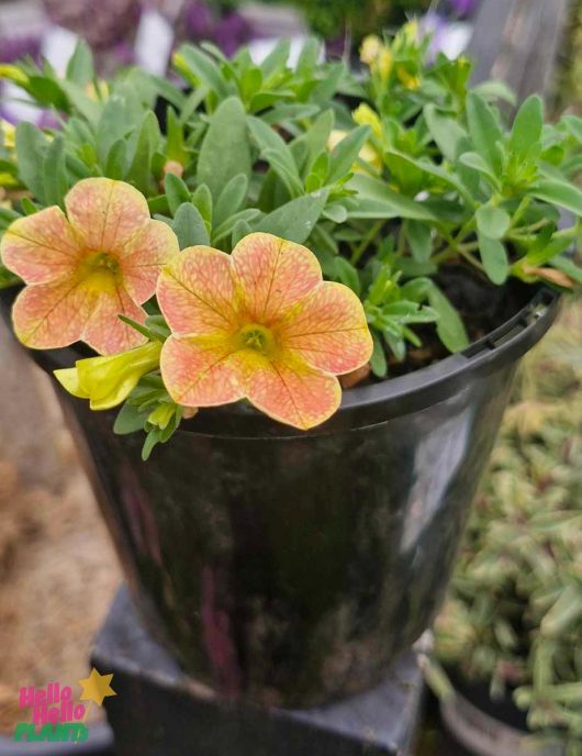 The Calibrachoa Cha Cha™ 'Diva Apricot' features yellow and pink flowers with lush green leaves, elegantly arranged in a 6" black pot.