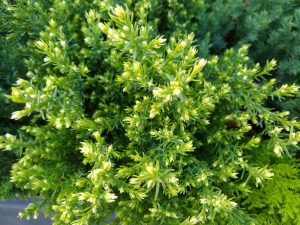 Close-up of the vibrant green foliage with small yellow buds, reminiscent of the delicate beauty found in the Chamaecyparis 'Snow White' Conifer 8" Pot.