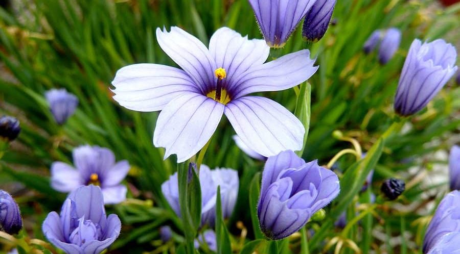 Close-up of light purple flowers with long green leaves, featuring one fully bloomed flower in the center surrounded by half-opened buds. This garden scene is reminiscent of finding a hidden gem at a rose clearance sale.