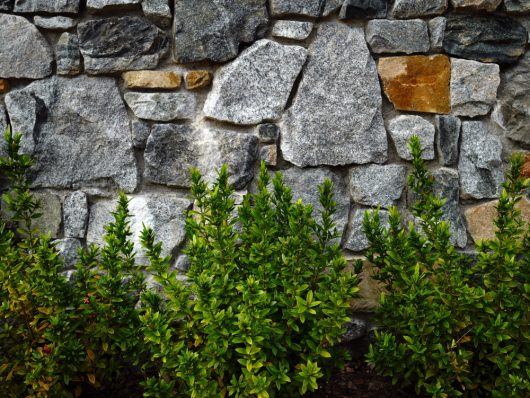 A stone wall with a variety of gray and brown rocks is bordered by lush green shrubs at the base.