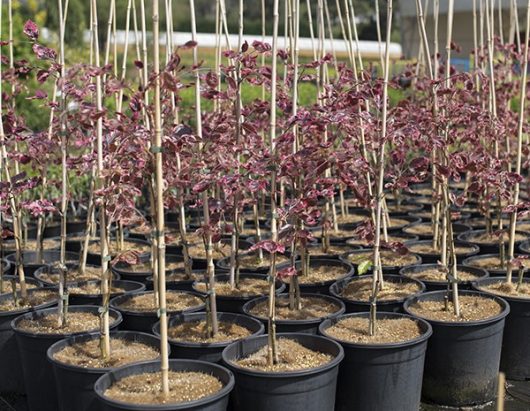 Potted Fagus 'Tricolour' European Beech Trees, with slender stems and striking red leaves, are supported by bamboo sticks and arranged in a garden setting. They are nestled securely within elegant 10" pots, highlighting their vibrant hues.