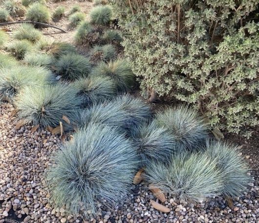 Ornamental grasses and a small shrub grow on a gravelly surface.