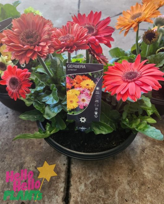 The Gerbera jamesonii Joybera 10" Bowl features potted daisies with red, pink, and orange blooms, accompanied by a plant tag highlighting the vibrant flowers.