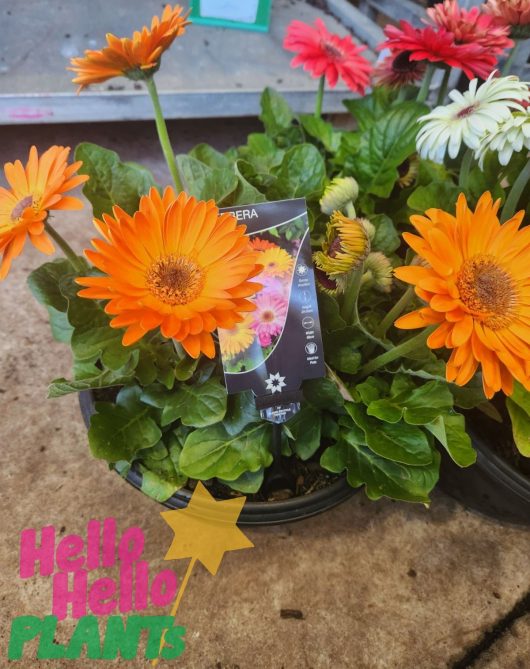 Housed in a 10" bowl, the potted orange and pink Gerbera jamesonii daisies with lush green leaves carry the "Hello Hello Plants" label, infusing any area with vibrant energy.