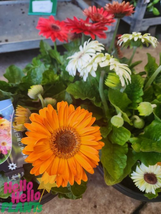 A Gerbera jamesonii Joybera 10" Bowl, showcasing vibrant orange, red, and white blooms, sits beautifully on a concrete surface.