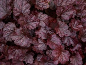 Close-up of Heuchera 'Berry Smoothie' Coral Bells leaves featuring ruffled edges, showcasing a textured foliage pattern in vibrant shades of purple and red.