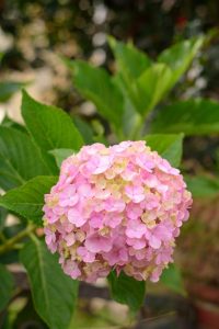 Close-up of a pink hydrangea flower with green leaves in the background.