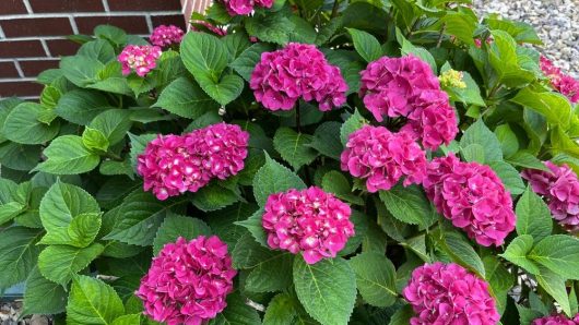 Pink hydrangea flowers with green leaves in a garden, near a brick wall.