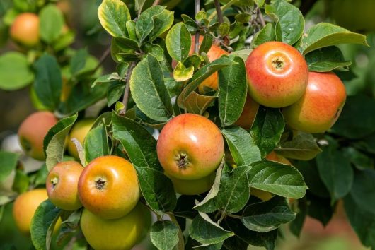 Close-up of ripe Malus 'Prima Heritage' Apple 10" Pot apples hanging from a tree branch, surrounded by lush green leaves.