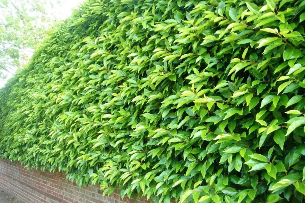 Tall, dense hedge with bright green leaves atop a red brick wall, reminiscent of a classic Hamptons garden, stretching horizontally across the image.