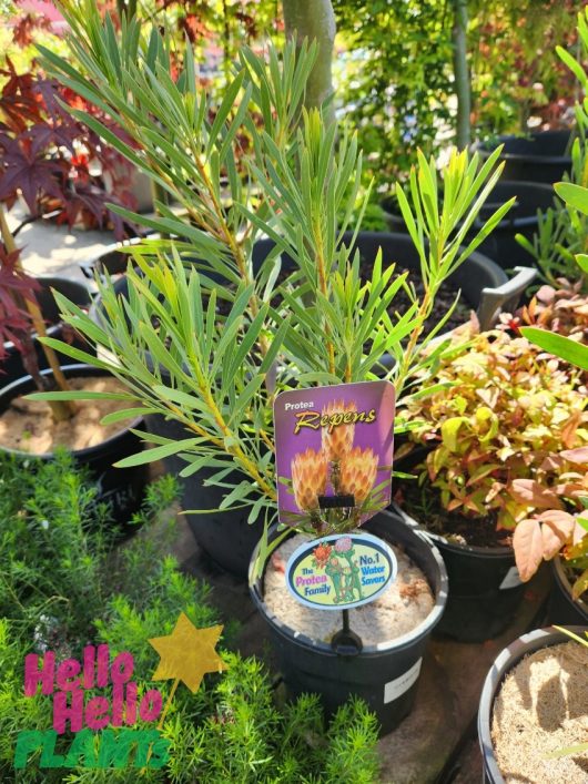 Displaying a serene ambiance, the garden center showcases a potted plant named "Protea repens 'White'" nestled gracefully in an 8" pot, its white foliage illuminated by the sunlight among a collection of other vibrant flora.