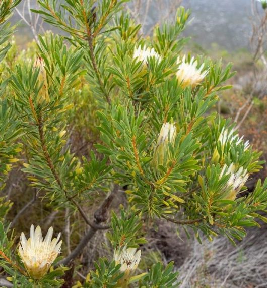 The Protea repens 'White' plant, with its green leaves and unique white spiky flowers, flourishes in a natural setting and is ideally suited for an 8" pot.