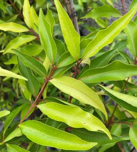 A cluster of elongated green leaves with red stems in a dense arrangement.