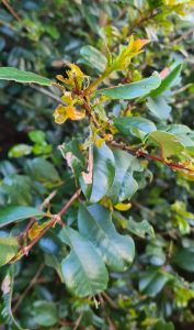 Close-up of green leaves on a bush, with some leaves showing signs of browning and curling.