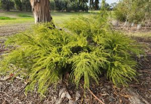 An Acacia 'Little Nugget' (Copy), with long, slender green leaves that resemble a miniature Acacia, is growing at the base of a tree in a grassy area.