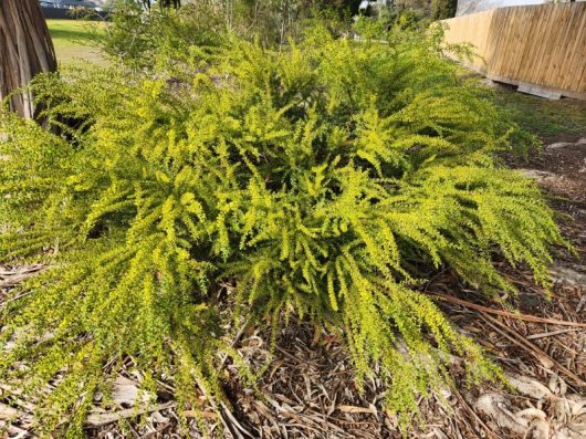 The Acacia 'Little Nugget', characterized by its dense form and thin, green, feathery branches, thrives in a garden area near a wooden fence and a tree trunk.